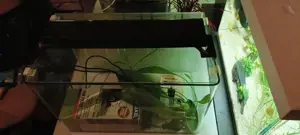 Acvarii sticla curbată