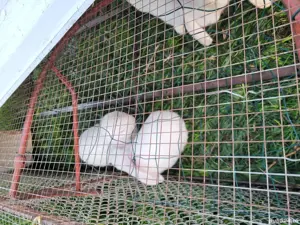 Iepuri piticBerbec german