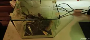 Acvarii sticla curbată  - imagine 2