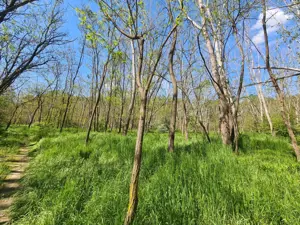 Teren de vanzare / Dem Radulescu - imagine 3