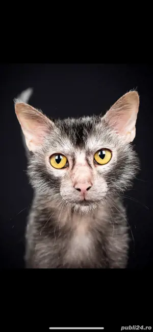 Lykoi pui cu pedigree - imagine 5
