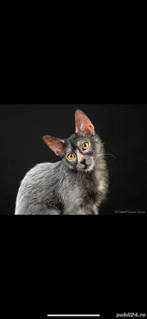 Lykoi pui cu pedigree - imagine 4