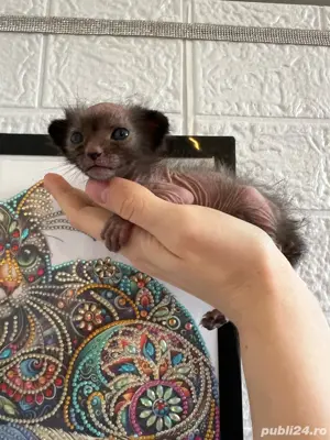 Lykoi pui cu pedigree - imagine 2