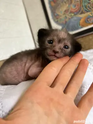 Lykoi pui cu pedigree - imagine 3