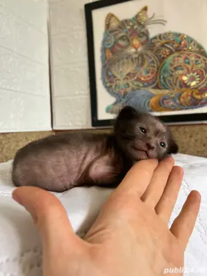 Lykoi pui cu pedigree