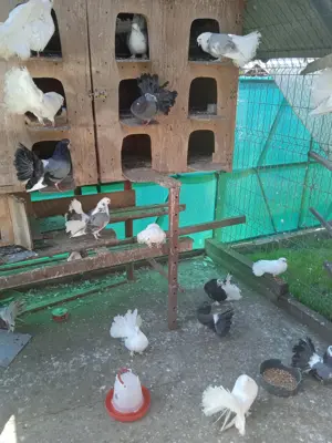 Vând porumbei curcani.