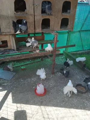 Vând porumbei curcani. - imagine 2