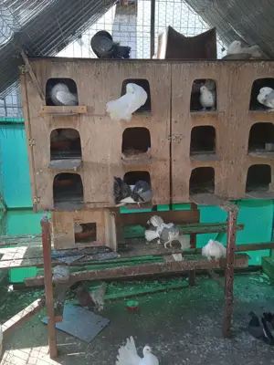 Vând porumbei curcani. - imagine 3