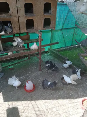 Vând porumbei curcani. - imagine 4