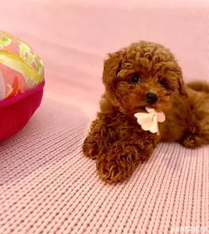 Cumpara legal Caniche Pitic cu Transport Gratuit la Timisoara-Factura-Microcip-Carnet-Garantie