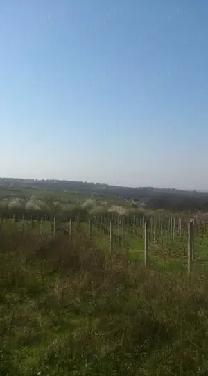 Vand teren intravilan 5500 mp in Saldabagiu de Munte cu panorama deosebita ,orientare sud