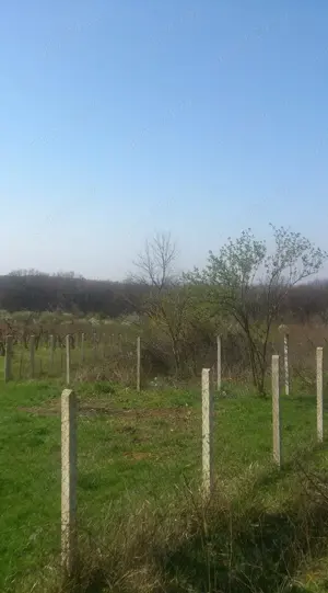 Vand teren intravilan 5500 mp in Saldabagiu de Munte cu panorama deosebita ,orientare sud - imagine 3