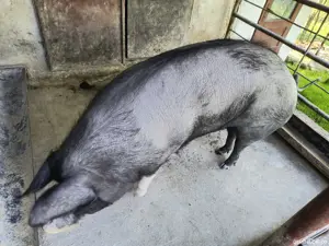 Vand porc  - imagine 2 Vand porc  - imagine 2