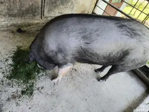 Vand porc  - imagine 4 Vand porc  - imagine 4