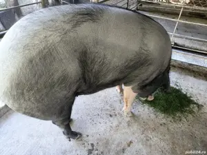 Vand porc  - imagine 3 Vand porc  - imagine 3