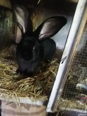 Iepuri toate categoriile 