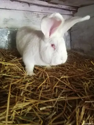 Iepuri toate categoriile  - imagine 4