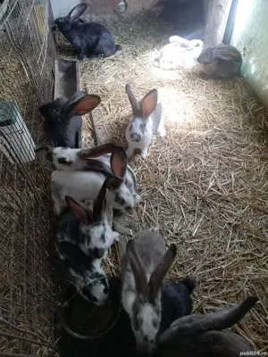 Iepuri toate categoriile  - imagine 3