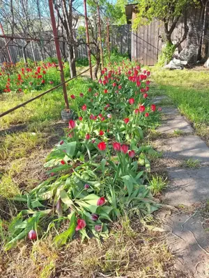 Vand casa de caramida cu teren comuna Stancuta jud Braila - imagine 8