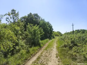 vand padure - imagine 2