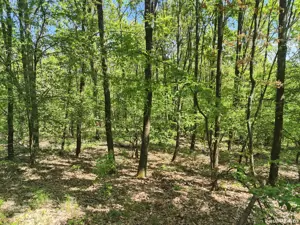 vand padure - imagine 3