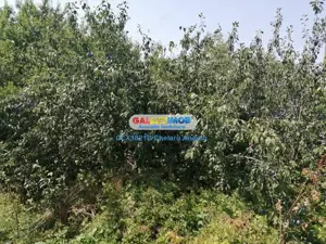 Com. Toporu,jud.Giurgiu,casa batraneasca si teren 2000 mp,utilitati