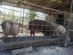 Vand porci de carne - imagine 3