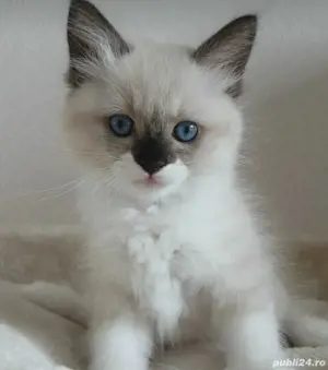 ragdoll fetita si băiețel 