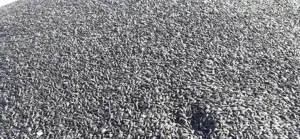 vand floarea soarelui,productie 2025 la pret convenabil