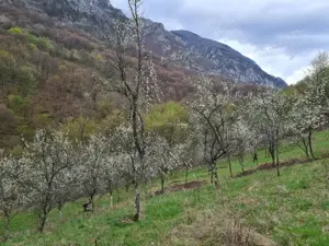 Vând teren Valea Cernei!!!! - imagine 5