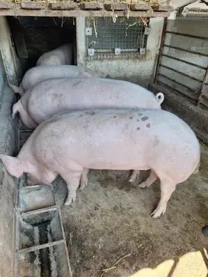 Porc gras rasa pietrean 