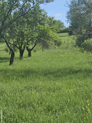 Vând livada de pruni , 58 arii