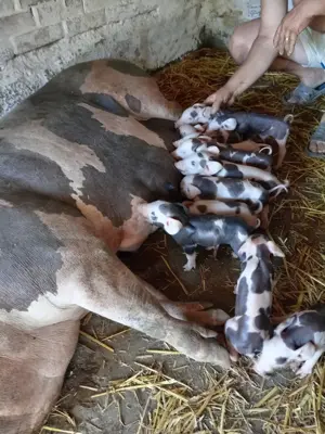 Porci, purcei - imagine 2