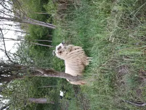 Schimb oi și capre cu remorcă de 750kg