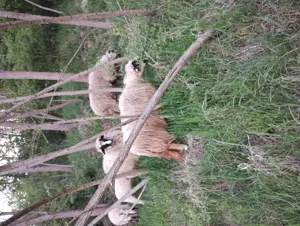 Schimb oi și capre cu remorcă de 750kg - imagine 5