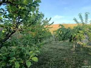 A   13. 20000 mp teren și 3 constructii casa in judetul Bacău  - imagine 19