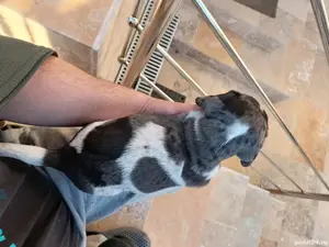 Teckel arlechin merle tekel - imagine 2