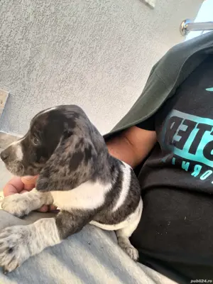 Teckel arlechin merle tekel