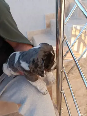 Teckel arlechin merle tekel - imagine 4