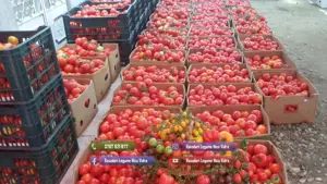 Vand Rasad de rosii ardei castraveti vinete salata | Rasaduri Legume - imagine 8