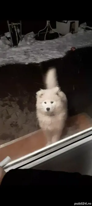 samoyed de vânzare 