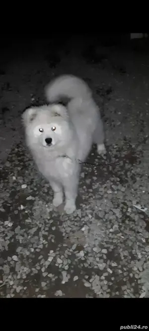 samoyed de vânzare  - imagine 2