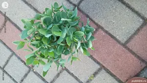 Plante de exterior  - imagine 3