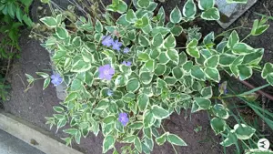 Plante de exterior  - imagine 4