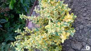 Plante de exterior  - imagine 2