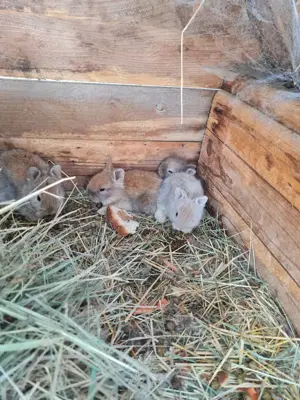 Iepurași cap de leu  - imagine 3