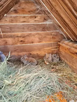 Iepurași cap de leu 