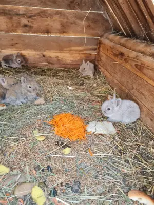 Iepurași cap de leu  - imagine 4