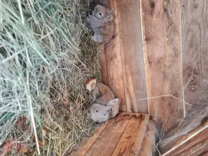 Iepurași cap de leu  - imagine 5