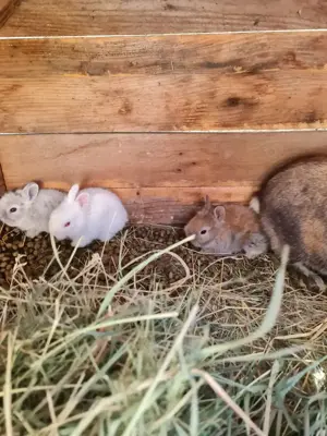 Iepurași cap de leu  - imagine 2